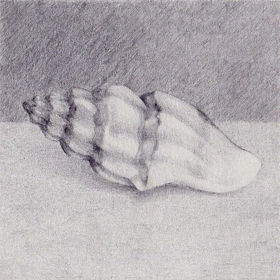 Drawing of a sea shell Mangelia vauquelini