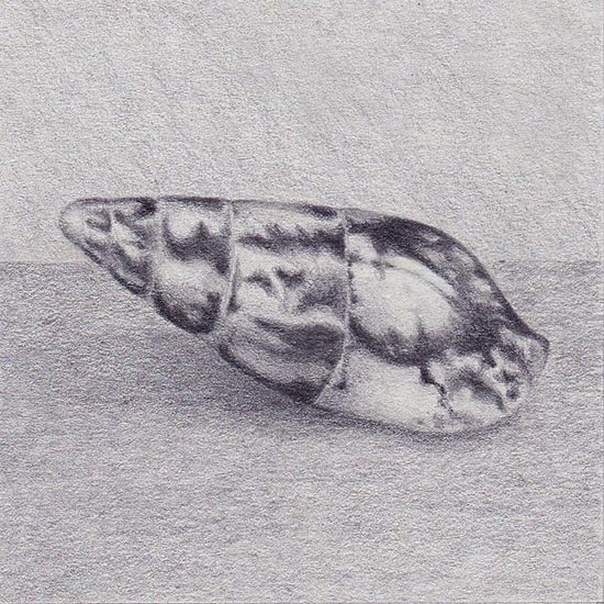 Drawing of a sea shell Mitrella scripta