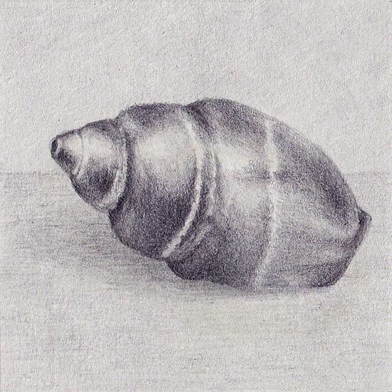 Drawing of a sea shell Pusia ebenus