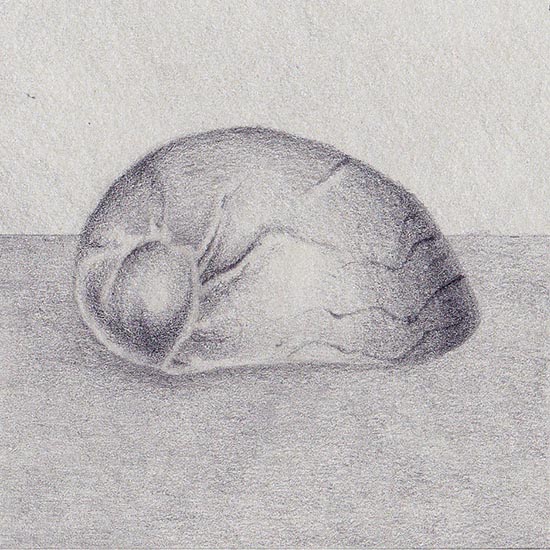 Drawing of a sea shell Smaragdia viridis