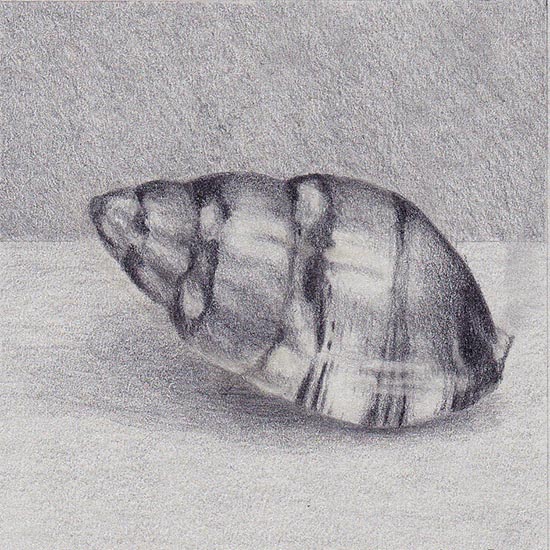 Drawing of a sea shell Tritia cuvierii