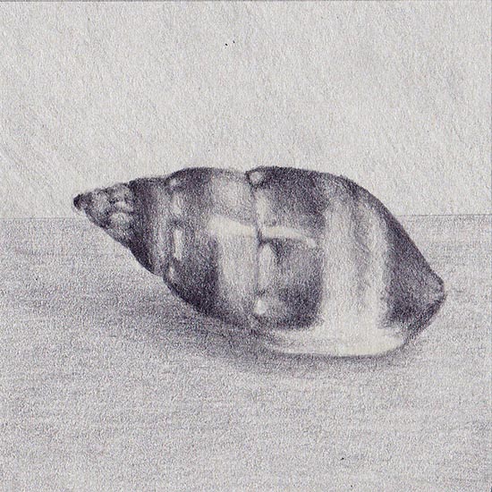 Drawing of a sea shell Tritia elongata