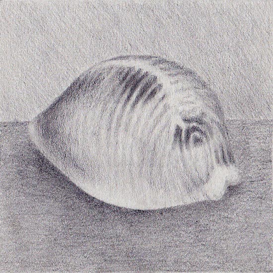 Drawing of a sea shell Trivia monacha